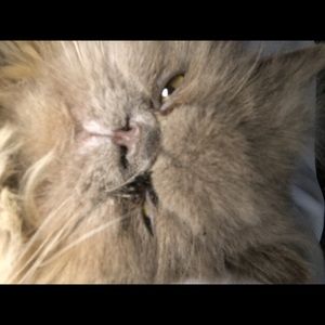 Meet your Posher, Ann